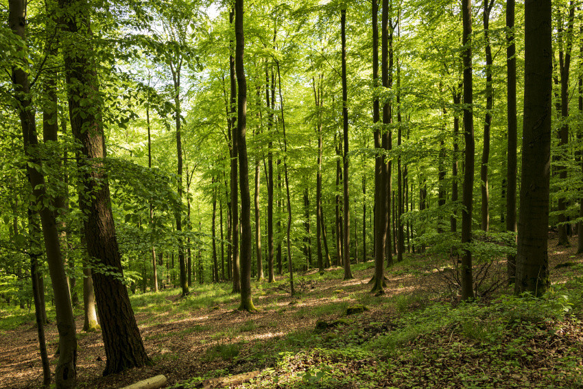 Anteil heimischer Laubbaumarten in Wäldern, © Adobe Stock_teddivisciou