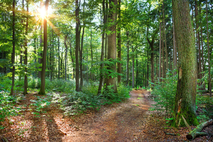 Eichenwaldfläche in NRW, © Adobe Stock_Petair
