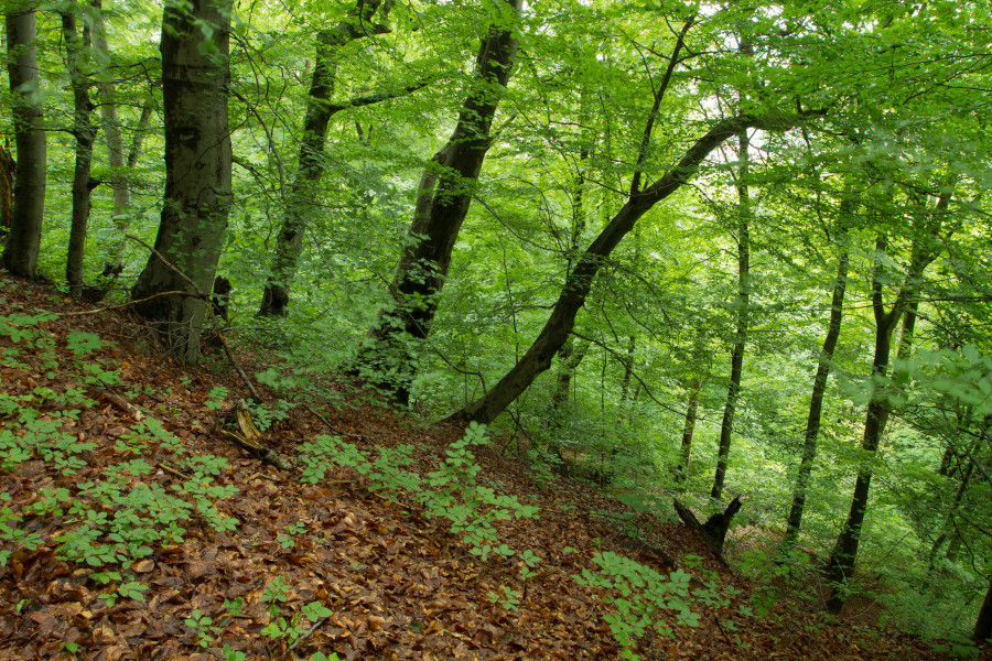 Fläche der weit verbreiteten FFH-Wald-Lebensraumtypen, © J. Kolk
