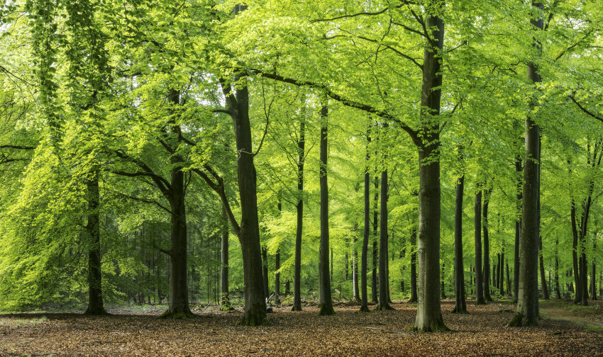 Buchenwälder, © Adobe Stock_dropStock