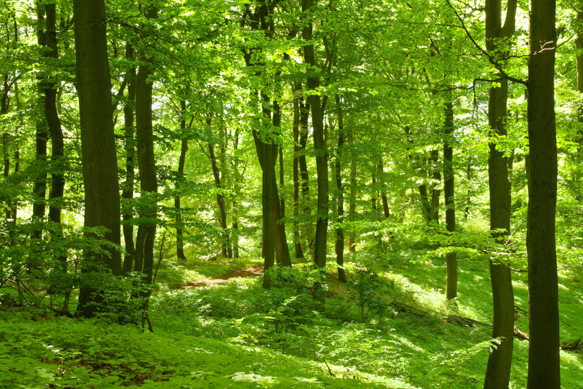 Buchen- und Buchenmischwälder mit heimischen Laubbaumarten, © Adobe Stock_I. Nielsen