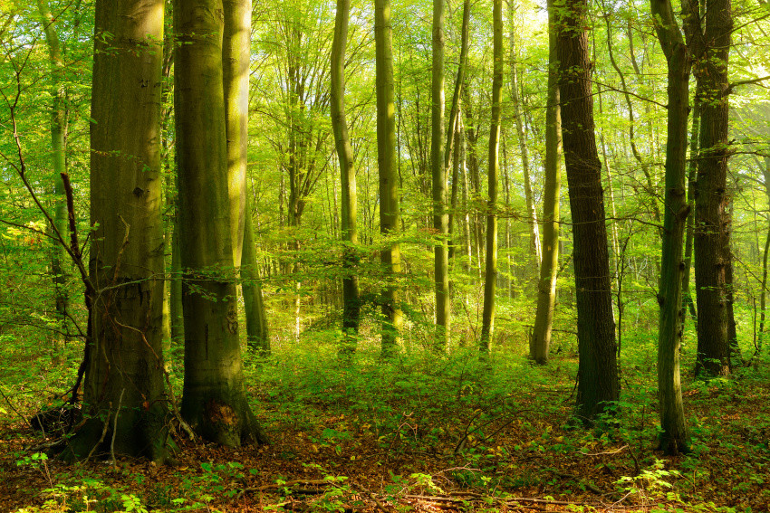 Buchenmischwälder mit heimischen Laubbaumarten, © Adobe Stock_AVTG