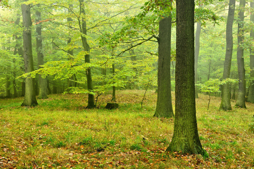 Eichen- und Eichenmischwälder mit heimischen Laubbaumarten, © Adobe Stock_AVTG