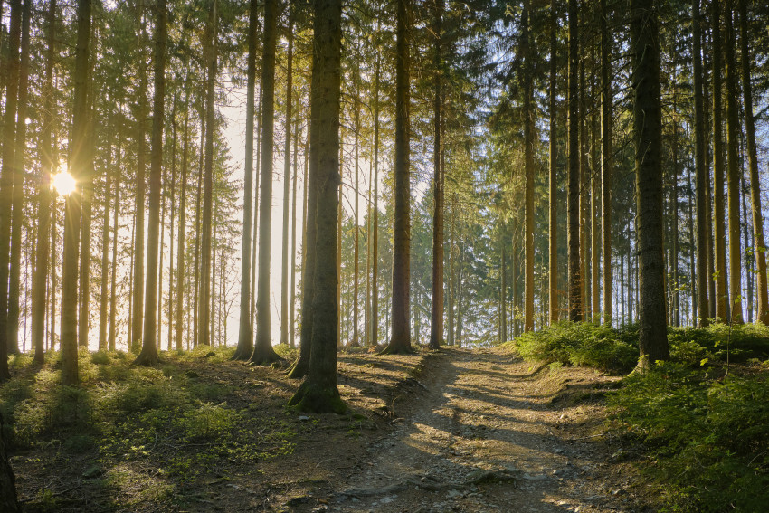 Fichten- und Fichtenmischwälder, © Adobe Stock_GD_schaarschmidt