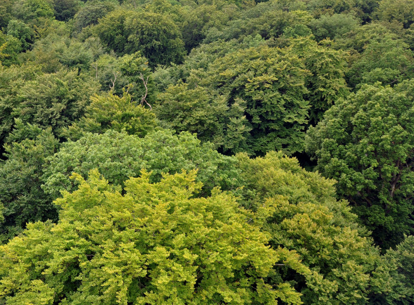 Laub- und Laubmischwälder aus heimischen Laubbaumarten, © Adobe Stock_CSschmuck