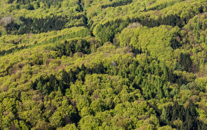 Laub-Nadel-Mischwälder, © Adobe Stock_C. Schwier