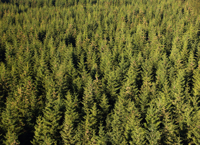 Nadelwälder, © Adobe Stock_A. von Düren